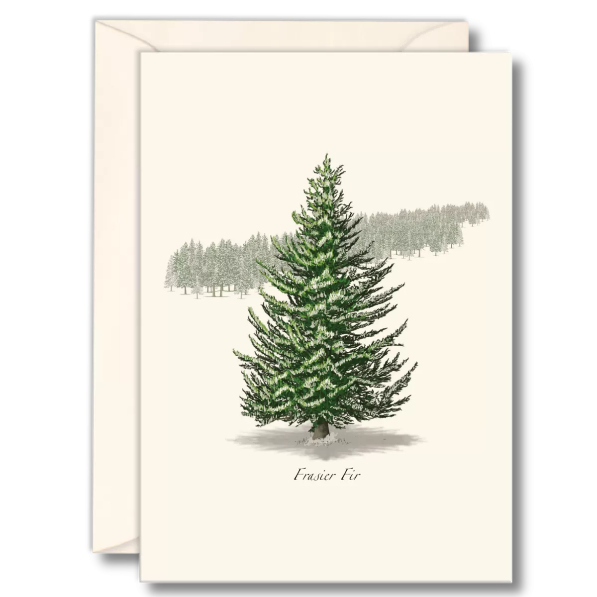 Frasier Fir Boxed Notecards