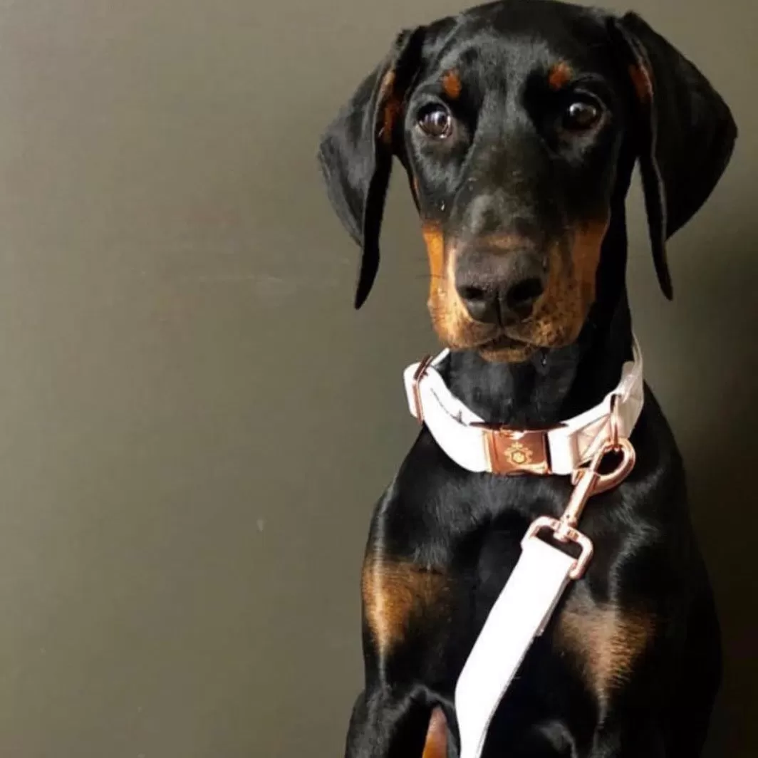 White Pearl Gold Collar & Leash Set