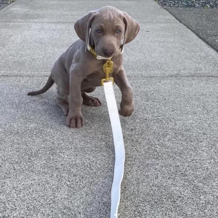 White Pearl Gold Collar & Leash Set